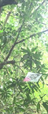 Yoğun, güneşli bir ormanın yeşil yaprakların arasında asılı uçurtmalarla doğanın detaylarını vurgulayan güzel bir manzarası..