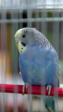 Budgie kafeste dinleniyor ve tehditkar bir şekilde başını sallıyor, gagalamaya çalışıyor. Yüksek kaliteli FullHD görüntüler