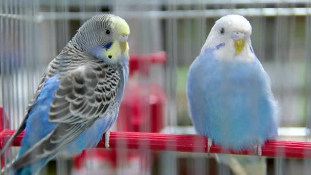 Blue Parakeet Fica Primeiro Plano Canta Enquanto Budgie Amarelo Senta — Vídeo de Stock