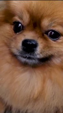 Portakal rengi Pomeranya köpeğinin pembe dilli portresi. Gülümseyen dost canlısı köpek. Yüksek kalite 4k görüntü