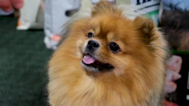 Portakal rengi Pomeranya köpeğinin pembe dilli portresi. Gülümseyen dost canlısı köpek. Yüksek kalite 4k görüntü