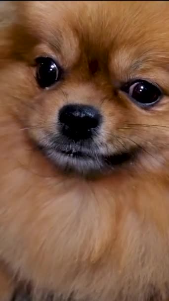 Retrato Cachorro Laranja Pomeranian Spitz Com Língua Rosa Cão Amigo — Vídeo de Stock