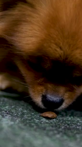 Porträt Eines Orangefarbenen Pommernspitzwelpen Mit Rosa Zunge Lächelnder Freundlicher Hund — Stockvideo