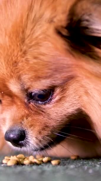 ピンクの舌を持つオレンジ色のポメラニアン スピッツ犬の肖像画 笑顔に優しい犬 高品質の4K映像 — ストック動画