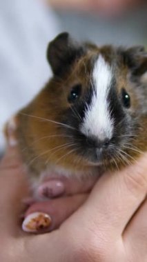 Kadın veterinerin elinde kobayla yakın çekim. Nazikçe okşar onu sakinleştirir.