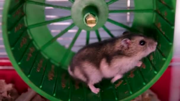 Een Jonge Syrische Hamster Rent Een Wiel Conceptuele Video Van — Stockvideo