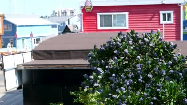 Kalastajat Satama Victoria British Columbia Kanada Kalastajat Laituri House Boat — kuvapankkivideo
