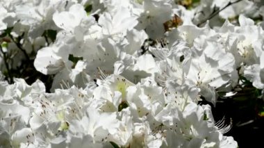 Butchart Bahçeleri Victoria Adası 'ndaki Butchert' in ünlü bahçeleri. Kar beyazı bir ağaçtaki beyaz çiçekler yakın plan Kanada 'da çiçek açar. Yüksek kalite 4k görüntü