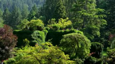 Butchart Bahçeleri Victoria Adası 'ndaki Butchert' in ünlü bahçeleri. Kanada mı? Yüksek kalite 4k görüntü
