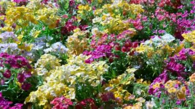 Çok renkli çiçek halısı Victoria Adası 'ndaki Butchert' ın ünlü bahçeleri. Kanada mı? Butchart Bahçeleri Parlak, canlı çiçekler güneşte parıldıyor. Yüksek kalite 4k görüntü