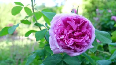 Butchart Bahçeleri Victoria Adası 'ndaki Butchert' in ünlü bahçeleri. Kanada gül bahçesi. Yüksek kalite 4k görüntü