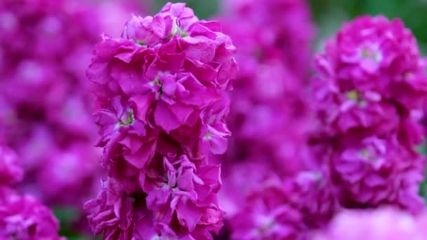 Butchart Gardens Híres Mészároskertjei Victoria Islanden Világos Rózsaszín Málna Virágok — Stock videók