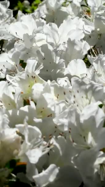 Butchart Gardens Híres Mészároskertjei Victoria Islanden Fehér Virágok Egy Hófehér — Stock videók