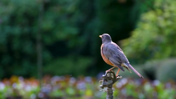 ビクトリア島のバッチャート庭園の有名な庭園 鳥の糞 オレンジ色の胸を持つ青い鳥は カナダの枝に座っています 高品質の4K映像 — ストック動画