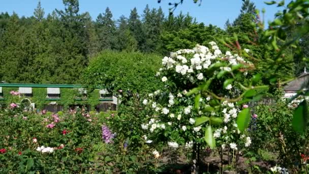 Los Jardines Butchart Famosos Jardines Butchert Isla Victoria Jardín Rosas — Vídeo de stock