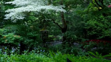 Butchart Bahçeleri Victoria Adası 'ndaki Butchert' in ünlü bahçeleri. Japon bahçesi Kanada. Yüksek kalite 4k görüntü