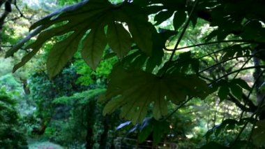 Butchart Bahçeleri Victoria Adası 'ndaki Butchert' in ünlü bahçeleri. Japon bahçesi Kanada. Yüksek kalite 4k görüntü