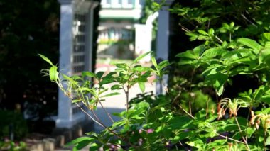 Butchart Bahçeleri Victoria Adası 'ndaki Butchert' in ünlü bahçeleri. Japon bahçesi Kanada. Yüksek kalite 4k görüntü