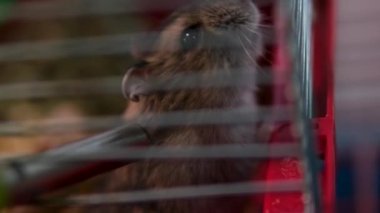Evcil hayvan dükkanında köpek, papağan, tavşan, hamster ve kobay ürünleri için yiyecek ve giyecek satışı var. Kafesteki hamster.