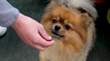 Evcil hayvan dükkanında köpek, papağan, tavşan, hamster ve kobay ürünleri için yiyecek ve giyecek satışı var. Mağazada kırmızı renkli Pomeranya Spitz köpeği