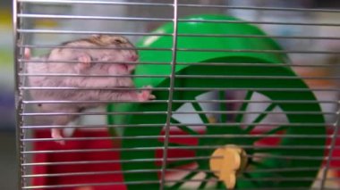 Evcil hayvan dükkanında köpek, papağan, tavşan, hamster ve kobay ürünleri için yiyecek ve giyecek satışı var. Kafesteki hamster.