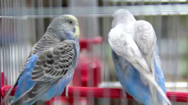 Evcil hayvan dükkanında köpek, papağan, tavşan, hamster ve kobay ürünleri için yiyecek ve giyecek satışı var. Kafesteki mavi papağan