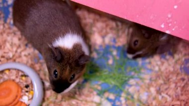 Evcil hayvan dükkanında köpek, papağan, tavşan, hamster ve kobay ürünleri için yiyecek ve giyecek satışı var. Gine domuzu ot yer.