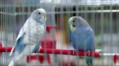 Evcil hayvan dükkanında köpek, papağan, tavşan, hamster ve kobay ürünleri için yiyecek ve giyecek satışı var. Kafesteki mavi papağan