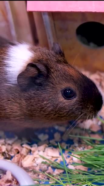 Evcil Hayvan Dükkanında Köpek Papağan Tavşan Hamster Kobay Ürünleri Için — Stok video