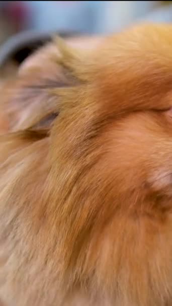宠物店为您的宠物提供食物和服装 供宠物狗鹦鹉和兔子仓鼠食用 波美拉尼亚斯皮茨一家商店里红色的狗 — 图库视频影像
