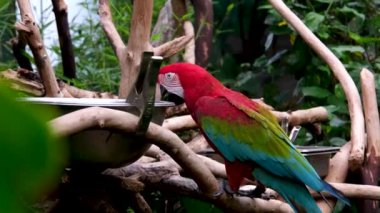 Karayip tropikal ormanlarındaki kırmızı papağanları kapatın. Victoria Kelebek Bahçeleri. Büyük kırmızı tüylü papağan tabaktan yemek yer, yeşil ve mavi kanatlar yakın plan, gaga ve dil, su içer.