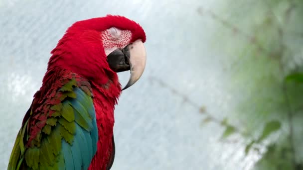 Närbild Röda Macaw Papegojor Karibien Tropisk Skog Victoria Butterfly Gardens — Stockvideo