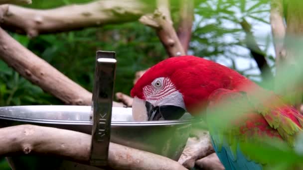 在加勒比海热带森林里近距离观察红鹦鹉 维多利亚蝴蝶花园 大的红毛鹦鹉吃盘子里的食物 绿的和蓝的翅膀特写 嘴巴和舌头 — 图库视频影像