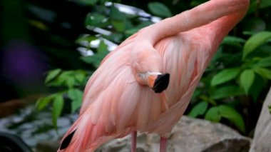 Amerikan flamingosu veya Karayip flamingosu Phoenicopterus ruber suda yiyecek arıyor. Güzel pembe kuş tüylerini temizler ve boynunu suyun arka planına yaslar.
