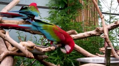 İki güzel neo tropikal papağan tüyü renkli papağan kuşu yakın çekimde oynayan uzun kuyruğu daraltıyor. Victoria Kelebek Bahçeleri