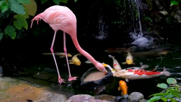 American Flamingo Caribbean Flamingo Phoenicopterus Ruber Looking Food Water Lives — Stock Video