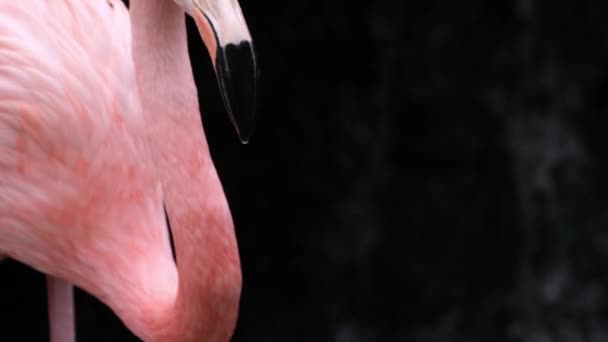 Flamingo Americano Flamingo Caribenho Phoenicopterus Ruber Está Procura Comida Água — Vídeo de Stock