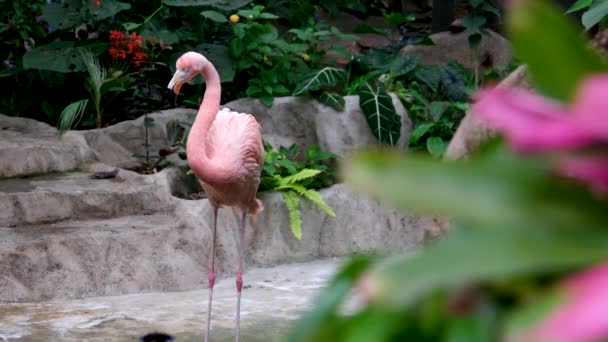 American Flamingo Caribbean Flamingo Phoenicopterus Ruber Looking Food Water Beautiful — Stock Video
