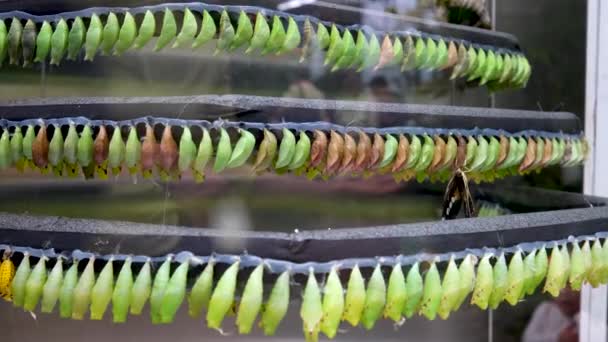 Hay Montón Muñecas Colgando Una Fila Arboreto Reproducción Mariposas Exóticas — Vídeos de Stock