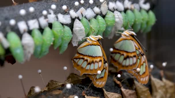 Hay Montón Muñecas Colgando Una Fila Arboreto Reproducción Mariposas Exóticas — Vídeos de Stock