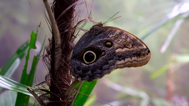 维多利亚蝴蝶花园蝴蝶卡利戈一只猫头鹰蝴蝶挂在树上 高质量的4K镜头 — 图库视频影像