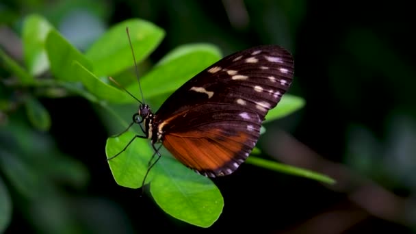 Victoria Butterfly Gardens Faj Pillangó Tartozik Család Nymphalidae Kiváló Minőségű — Stock videók