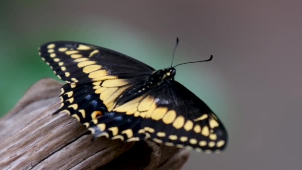 Victoria Butterfly Gardens Ένα Είδος Αμερικανικής Πεταλούδας Στην Οικογένεια Papilionidae — Αρχείο Βίντεο