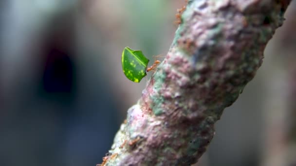 Victoria Butterfly Gardens Leafcutter Ant Med Blad Row Upptagen Liten — Stockvideo