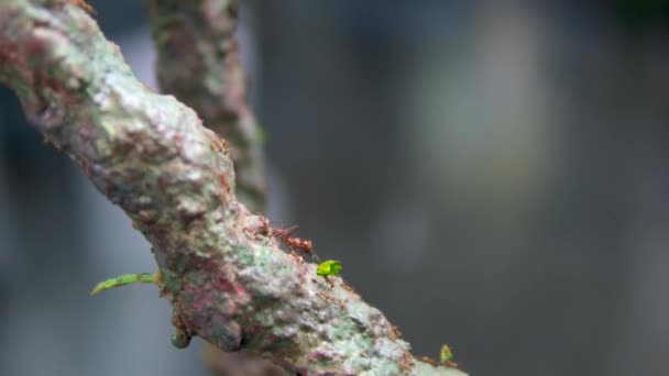 Victoria Butterfly Gardens Ant Leafcutter Com Folha Fileira Ocupada Pequenos — Vídeo de Stock