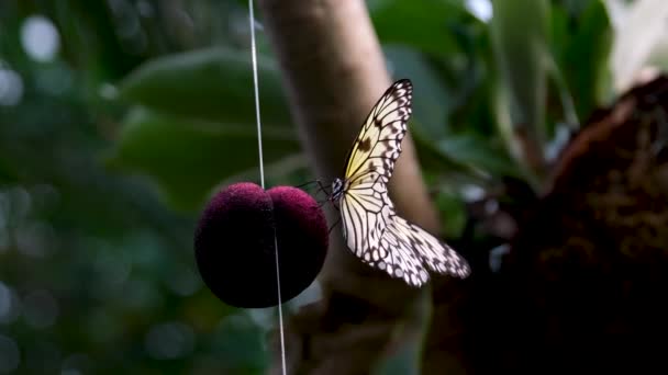 Fjäril Från Familjen Nymphalidae Och Underfamiljen Danainae Victoria Butterfly Gardens — Stockvideo