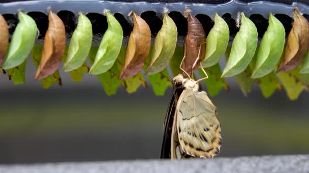 Этапы Развития Трансформации Бабочки Papilio Demoleushatching Куколки Бабочку Изолированный Белом — стоковое видео