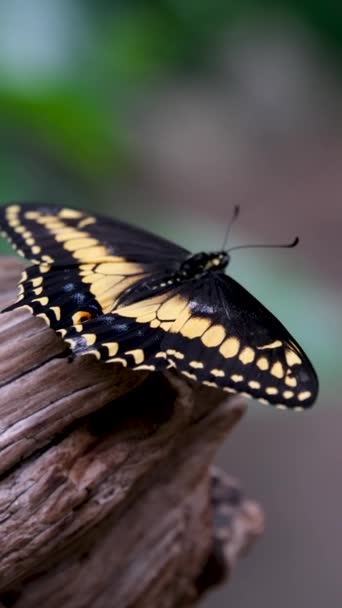 Victoria Butterfly Gardens Una Especie Mariposa Familia Papilionidae Imágenes Alta — Vídeo de stock