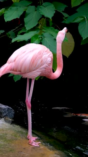 アメリカのフラミンゴやカリブ海のフラミンゴ フェニコプターのゴムは 水中の食物を探しています 美しいピンクの鳥のクリーニング羽と水の背景に首を曲げる — ストック動画