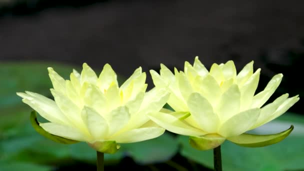 Водяні Лілії Ставку Сонячний День Красиві Листя Лілії Біло Жовті — стокове відео